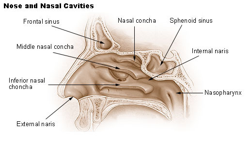 endonasal