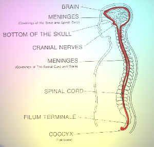 meninges